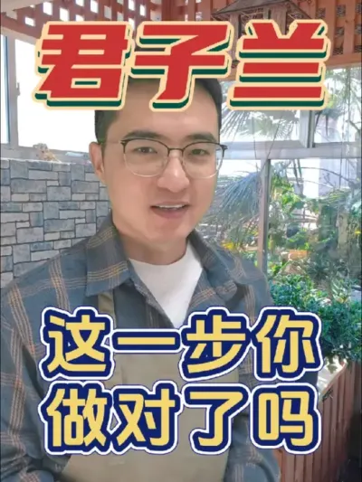 养君子兰，这一步你做对了吗?#养花 #君子兰 #磷酸二氢钾