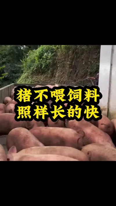 猪不喂饲料，照样长的快 #养猪人 #所有养猪人 #自繁自养母猪 #养猪人不容易 #服务三农支持三农