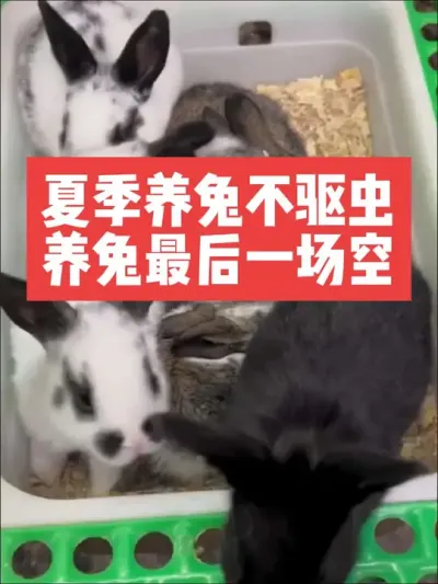 夏季养兔不驱虫，养兔最后一场空 #兔子#三农#养殖#养兔子#养兔人