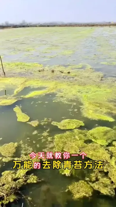 今天教你一个万能去青苔的方法。#大闸蟹养殖 #河蟹养殖 #螃蟹养殖 #鱼虾蟹养殖 #三农 @DOU+小助手