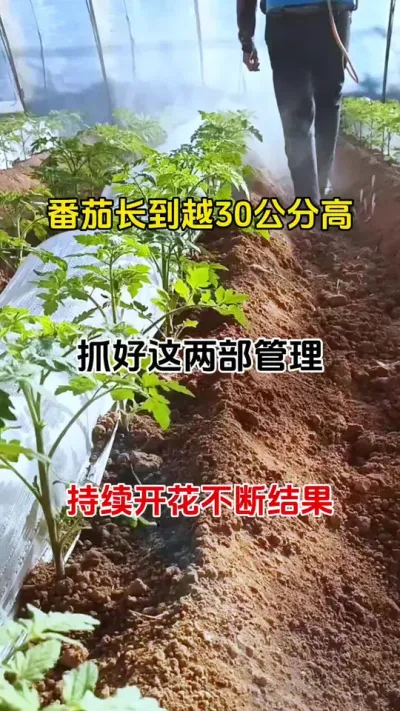 番茄长到30公分高时，抓好这两项工作，持续开花不断结果#促花保果 #促花肥 #西红柿种植