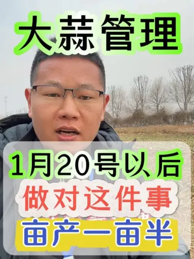 1月20日后蒜地做对这件事亩产一亩半#大蒜 #大蒜种植 #种大蒜 #大蒜高产 #大蒜种植技术
