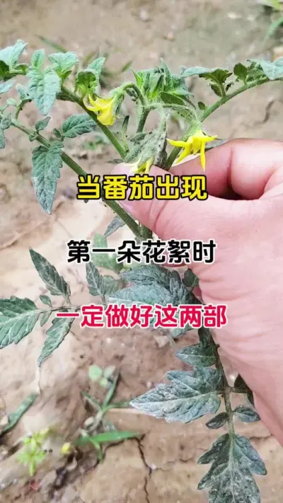 当番茄开出第一朵花序时，一定要及时做好这两步番茄高产丰收挡不住，整季都干干净净#番茄种植#病害防治 #抖音助农