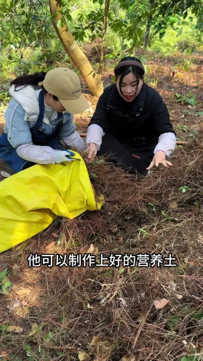 松针制作上好的营养土方法 #松针腐殖土 #营养土 #种植小技巧