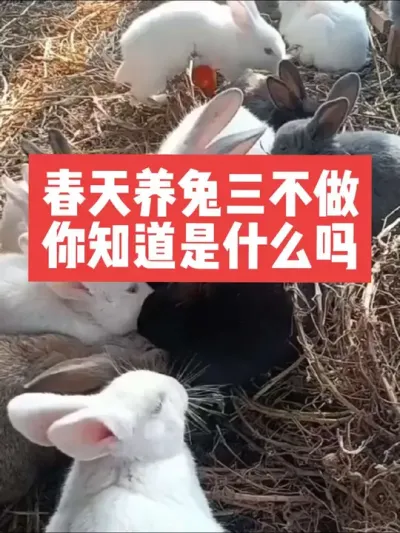 春天养兔三不做，你知道是什么吗？ #兔子 #养兔 #三农#养殖#养兔人#养兔子