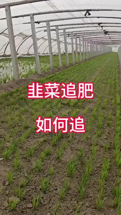 韭菜追肥，如何追。#韭菜管理 #韭菜种植 #韭菜高产 #韭菜施肥 #韭菜种植技术和追施什么肥料