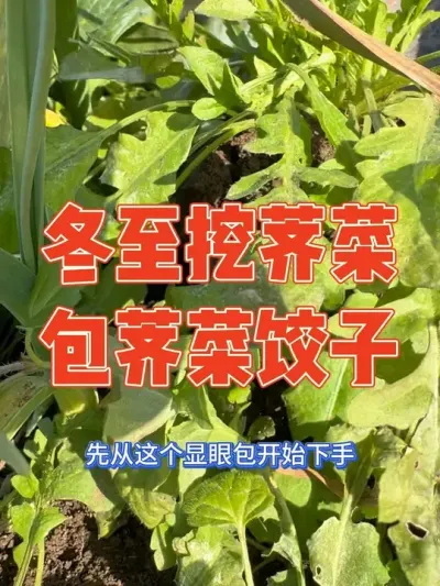 冬天的第一口鲜荠菜吃嘴里啦，留在蒜地里的荠菜终于可以开挖了，再不挖大蒜都要找不到，挖了一大篮，刚好今天冬至做荠菜饺子，老公做了水煮和煎饺两种，直呼太美味了 记录挖荠菜包荠菜饺子全过程#荠菜 #荠菜饺子