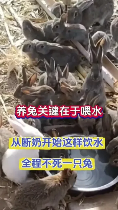 养兔关键在于喂养，学会事半功倍，全程不死一只兔#养兔 #兔子养殖 #养兔人 #散养兔