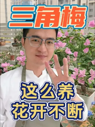 三角梅怎么养才能花开不断?#养花 #三角梅 #营养液