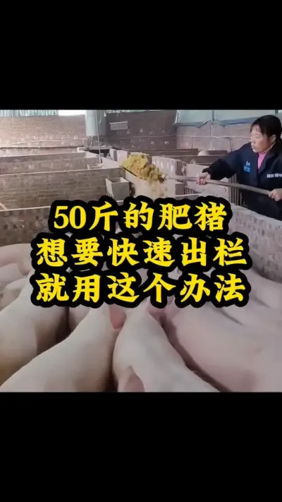 #每天分享养殖技术和经验 #猪喂什么饲料长得最快 #喂猪人的日常生活不容易 #每天分享实战养猪经验 #服务三农支持三农
