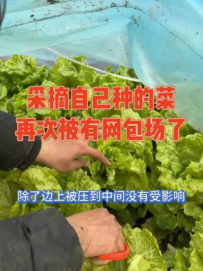 到菜地采摘自己种的蔬菜，再一次被抢空了#记录真实生活 #自己种的纯天然的绿色蔬菜 #强迫症治愈系 #三农 #我的小菜园