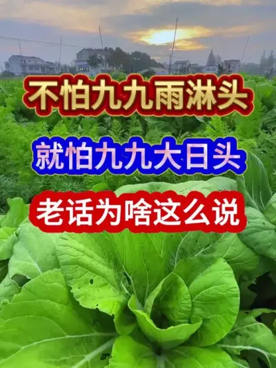 不怕九九雨淋头就怕九九大日头老话为啥这么说 #农业谚语 #谚语分享 #谚语 #农业种植 #三农
