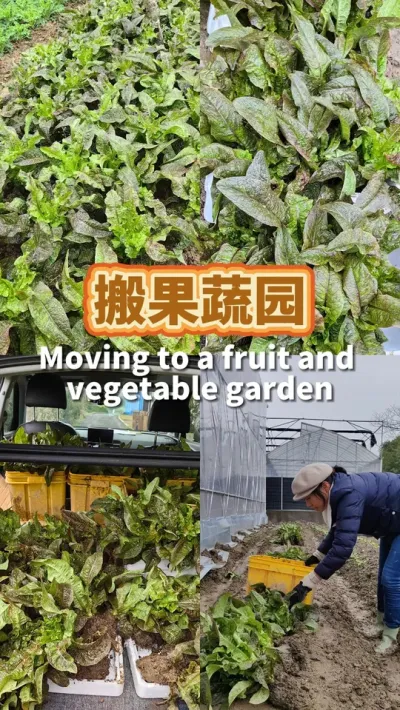 开始搬果蔬园了 把能取走的苗都取走栽上#我的小菜园 #我爱种菜 #阳台种菜 #露台种菜 #种植小技巧