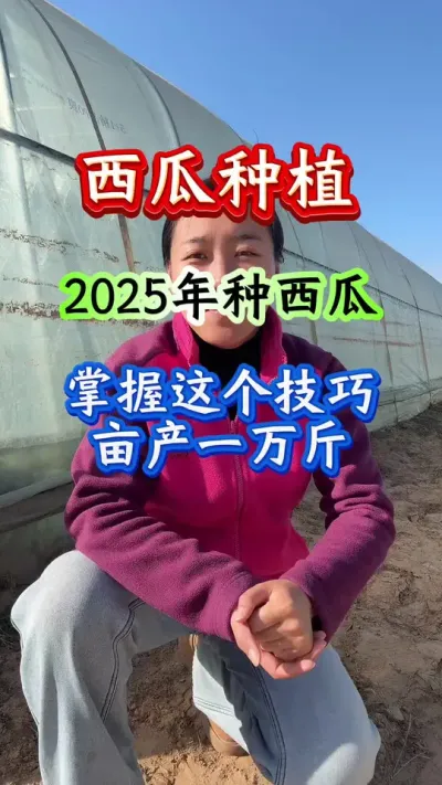 西瓜种植 2025年种掌握这个技巧亩产一万斤#西瓜种植#西瓜管理