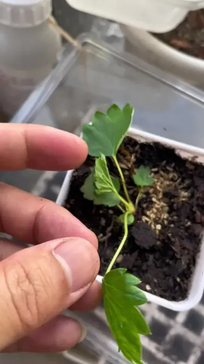 草莓倒伏原因 你们的草莓有试过莫名其妙倒下的吗？#草莓种植管理技术和方法 #阳台种植 #三农 #盆栽草莓苗
