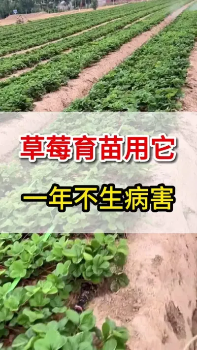 草莓育苗用上它，草莓全年不生病#三农 #草莓育苗#一份耕耘一份收获