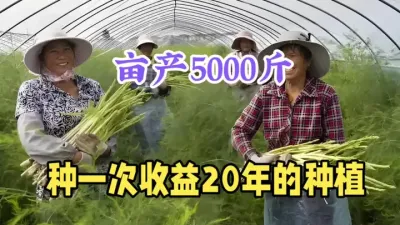 亩产5000斤，批发1斤10元，种1次最长收益20年，成本低 #农村种植什么利润大 #种植哪些药材利润高 #农业种植致富项目 #农业创业 #三农种植