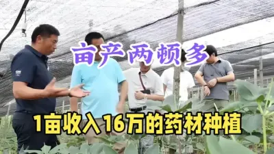 农村致富好项目，亩产2顿多，一亩收入高达16万，很多地方能种 #药材种植 #种植哪些药材利润高 #三农 #农村致富好项目 #金果榄种植