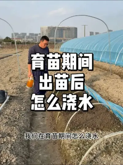 育苗期间怎么浇水土壤不容易板结，出苗率才会提高 #农业种植 #三农 #种植 #种菜