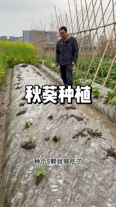 秋葵种植方法，后期怎么管理 #农业种植 #种植 #蔬菜种植 #种植的乐趣