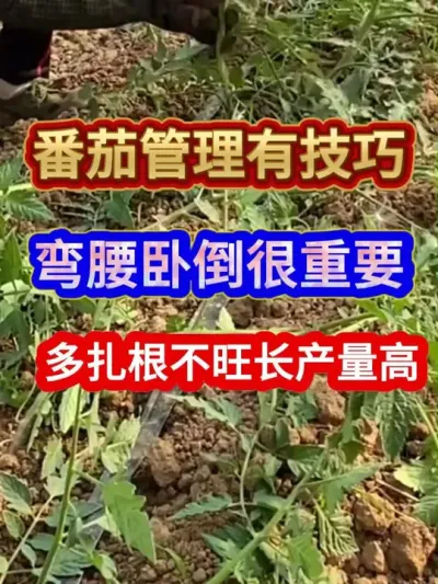 番茄管理有技巧弯腰卧倒很重要多扎根不旺长产量高 #番茄种植 #西红柿种植 #农业种植 #种植小技巧 #服务三农支持三农