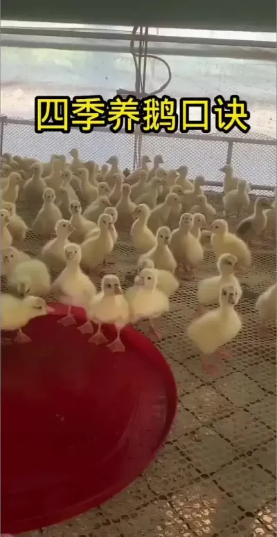 #养鹅人 #养鹅技术分享 #科学养殖 #家禽养殖技术分享