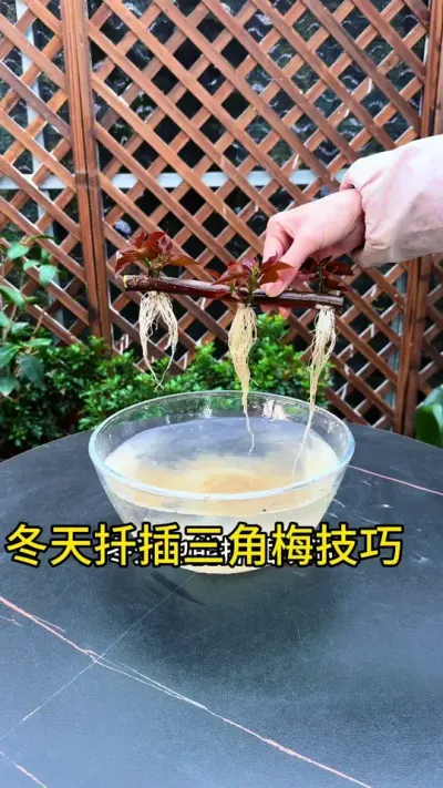 喜欢三角梅，不用花钱买，去邻居家，剪根枝条，学我这样扦插，简单长根快##种植小技巧 #三角梅 #扦插