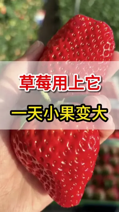 草莓只需用上它，膨果增甜上色，茬茬产量高#膨果#三农#高产