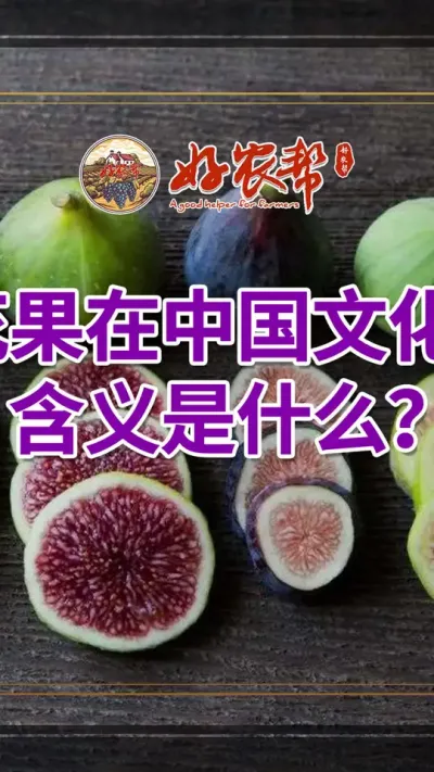 无花果有什么文化含义呢？#新鲜无花果 #无花果