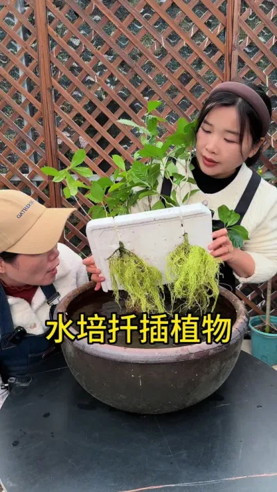 这几种花不用花钱买，学会这样扦插就有种不完的花 #扦插#种植小技巧 #花卉绿植