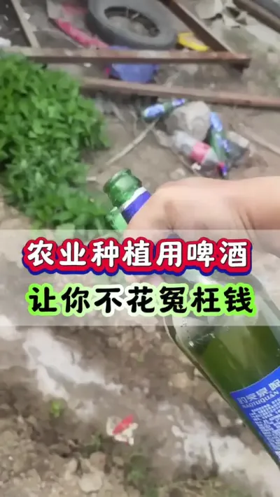 农业种植用啤酒，让你不花一分冤枉钱#三农 #三农种植 #农业种植 #洋芋 #马铃薯