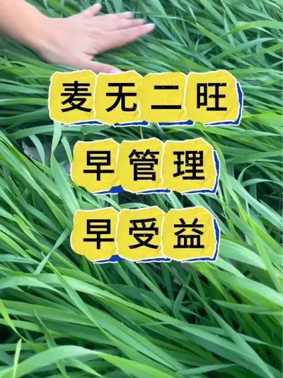 小麦种植 小麦控旺要趁早#农业种植 #小麦种植#小麦#小麦控旺#小麦高产种植