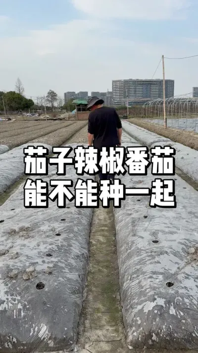 茄子辣椒番茄可以种一起吗？ #农业种植 #种植 #三农