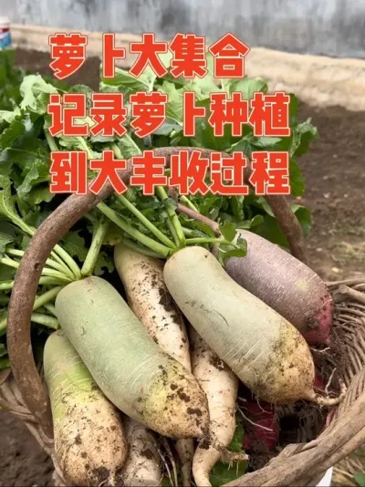 去年八月买了三包不同颜色的萝卜种子，没想到后面长得还不错，虽然红皮萝卜个别开裂，但其他两种萝卜竟长得亮瞎我的双眼。最后迎来大丰收，吃不完根本吃不完 记录萝卜种植全过程#萝卜 #种植小技巧 #记录真实生