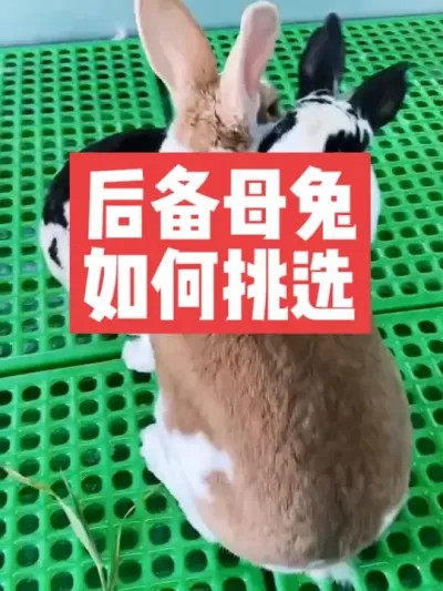 后备母兔如何挑选？ #兔子#养殖#三农