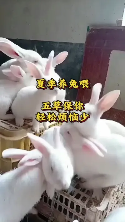 一定要找一个爱养鸽子的男人做老公 #肉鸽养殖  #养鸽技术  #养鸽小知识  #鸽子