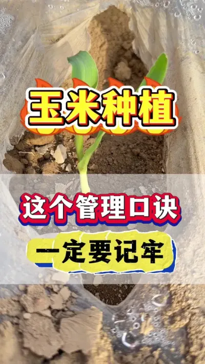 玉米种植这个高产管理口诀，一定要记牢！#玉米种植 #玉米高产 #玉米种植管理技术  #玉米施肥