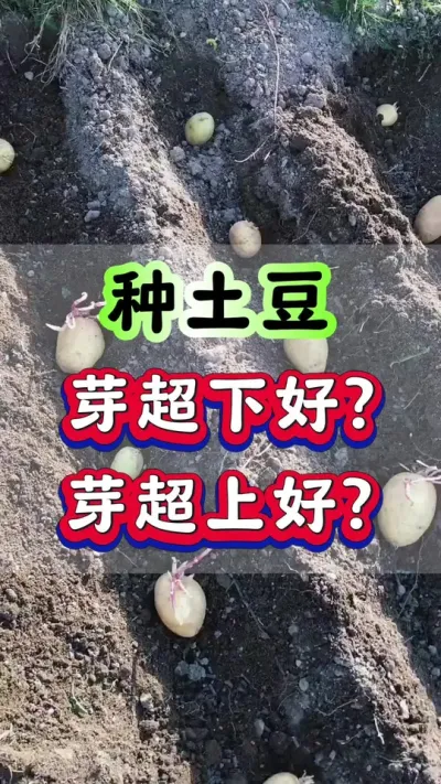 种土豆芽超下好芽超上好#土豆高产种植 #马铃薯种植 #洋芋种植 #土豆种植#三农种植