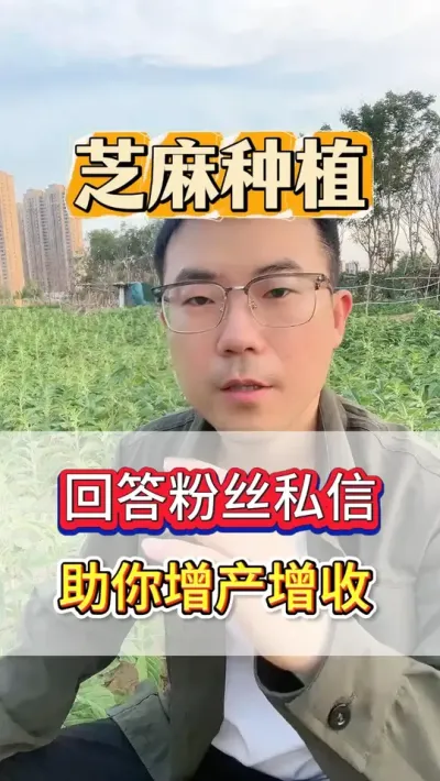 种芝麻只开花不结荚的原因，一条视频给你讲清楚！ #芝麻 #芝麻种植 #芝麻种植技术 #农业种植