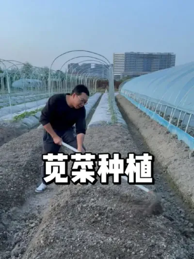 苋菜种植方法，苋菜什么时候种植 