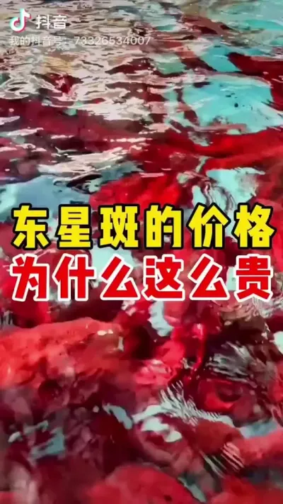 东星斑的价格为什么这么贵？ #水产养殖 #养鱼日记 #养鱼 #三农 #水产养殖技术