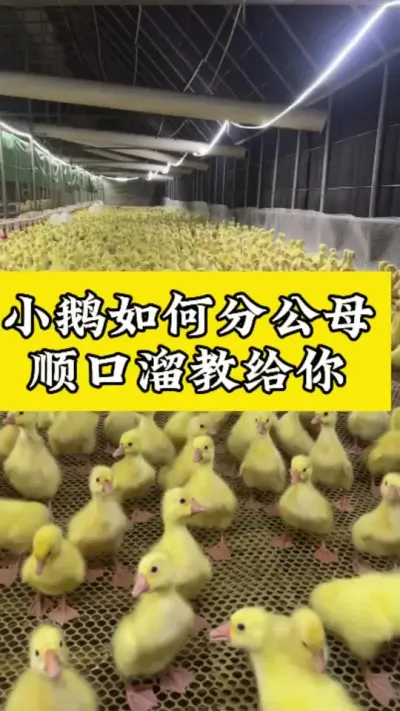 小鹅如何分公母 #养鹅技术分享 #禽病技术指导 #肉鹅 #科学养鹅