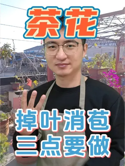 茶花掉叶掉花苞，看看这三点有没有做好! #养花 #茶花 #硫酸亚铁