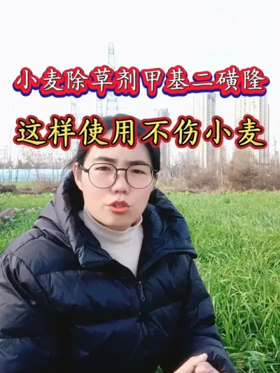 小麦除草剂甲基二磺隆怎么使用才不伤害小麦？小麦除草注意事项#小麦除草剂 #小麦除草注意事项 #甲基二磺隆 #三农 #农业