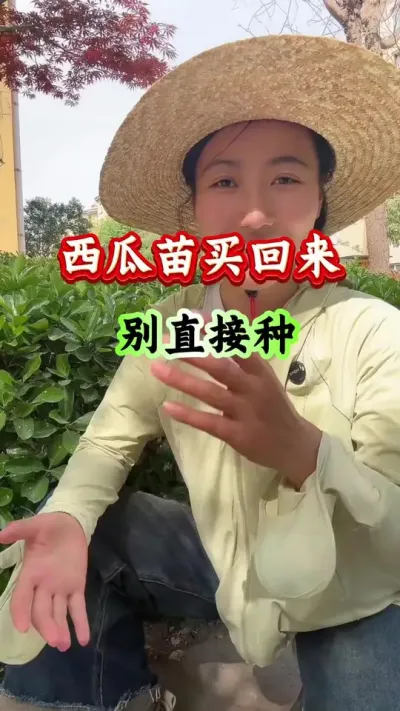 西瓜种植 西瓜苗买回来别直接种 #西瓜种植 #西瓜管理 #西瓜高产 #病害防治