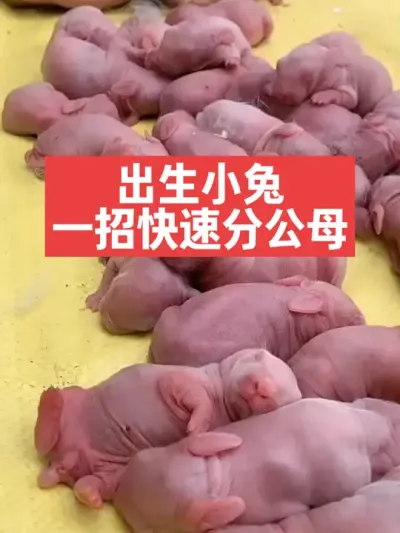 刚出生的小兔，一招就能分公母 #兔子#养殖#三农#养兔人