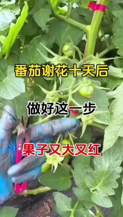 番茄谢花十天后，做好这一步，番茄又大又圆，产量高#膨果 #番茄种植#无限回购的宝藏单品 #农业种植