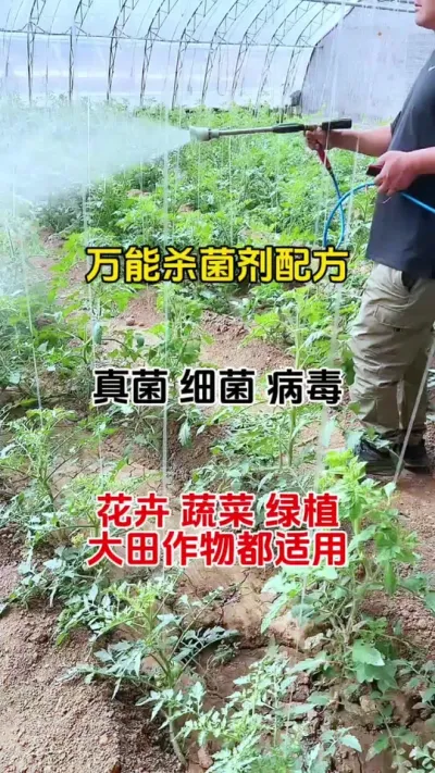 能防治150多种病害杀菌剂#万能杀菌剂 #杀菌剂 #番茄种植