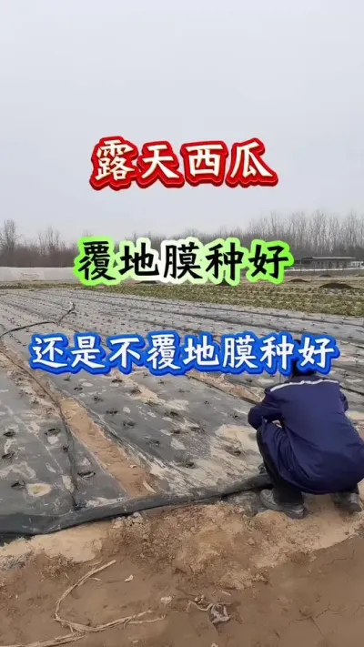西瓜种植 西瓜是覆盖地膜种好还是不覆盖地膜种好#西瓜种植 #西瓜管理#西瓜高产#露天西瓜