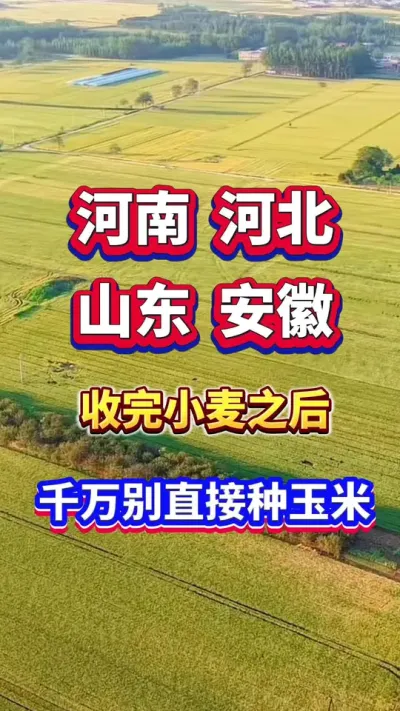 河南，河北，山东，安徽，江苏种小麦的老乡，收完小麦千万别直接种玉米！ #玉米种植 #玉米高产 #玉米种植管理技术 #玉米施肥